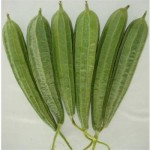 RidgeGourd1